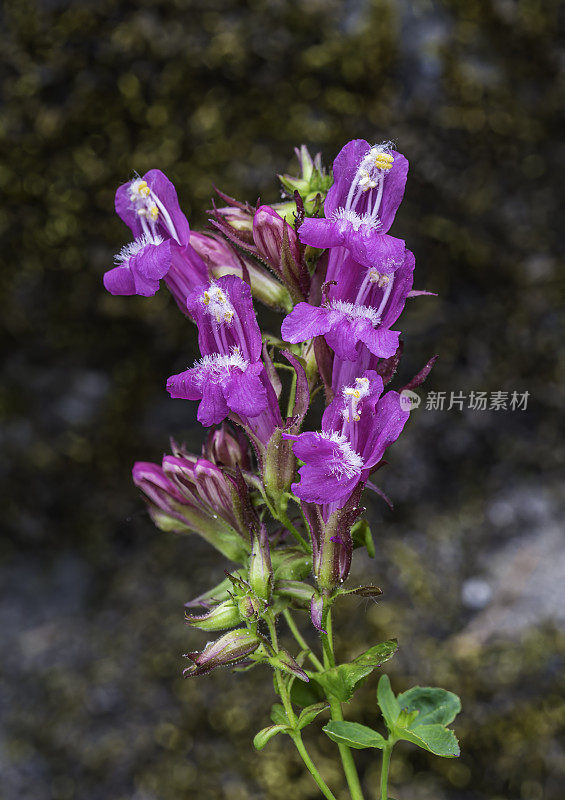 新berryi Penstemon newberryi是一种叫做山骄傲的Penstemon。位于加州内华达山脉的约塞米蒂国家公园